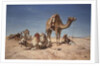 A Halt in the Desert, 1867 by William Snr. Luker