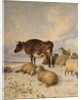 Cows and Sheep in Snowscape, 1864 by Thomas Sidney Cooper