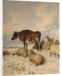 Cows and Sheep in Snowscape, 1864 by Thomas Sidney Cooper