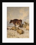 Cows and Sheep in Snowscape, 1864 by Thomas Sidney Cooper