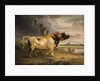 A Prize Bull by Edmund Bristow