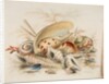 Study of Sea Shells, 1876 by Joseph Smith