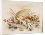 Study of Sea Shells, 1876 by Joseph Smith
