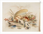 Study of Sea Shells, 1876 by Joseph Smith