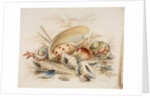 Study of Sea Shells, 1876 by Joseph Smith