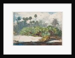 In a Florida Jungle by Winslow Homer