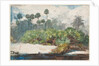In a Florida Jungle by Winslow Homer