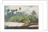 In a Florida Jungle by Winslow Homer