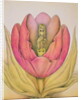 The Tulip Burst Open With a Pop, 1991 by Wayne Anderson