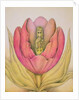 The Tulip Burst Open With a Pop, 1991 by Wayne Anderson