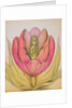 The Tulip Burst Open With a Pop, 1991 by Wayne Anderson