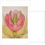 The Tulip Burst Open With a Pop, 1991 by Wayne Anderson