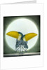 Toucan Can Can, 2010 by Wayne Anderson