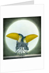Toucan Can Can, 2010 by Wayne Anderson