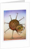 Spinning Spider, 2003 by Wayne Anderson