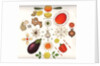 Fruit and Vegetables, 1988 by Wayne Anderson