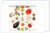 Fruit and Vegetables, 1988 by Wayne Anderson