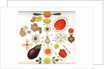Fruit and Vegetables, 1988 by Wayne Anderson