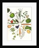 Assorted Foods, 1988 by Wayne Anderson