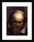 Head of an Old Man by Jacob Jordaens
