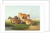 Cattle in a Landscape by Thomas Sidney Cooper