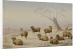 Sheep in Snow, 1880 by Charles Jones