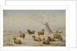 Sheep in Snow, 1880 by Charles Jones