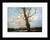 Sunlit Tree by Richard Willis
