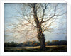 Sunlit Tree by Richard Willis