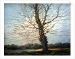 Sunlit Tree by Richard Willis