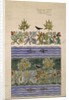 Design intended to show two distinct colour schemes by Charles Francis Annesley Voysey