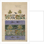 Design intended to show two distinct colour schemes by Charles Francis Annesley Voysey