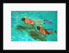 Snorkellers by William Ireland