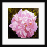 Victorian Rose by William Ireland