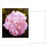 Victorian Rose by William Ireland