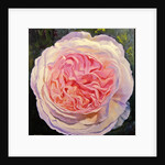 Victorian Rose by William Ireland