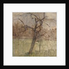 Apple Tree, 1963 by William Packer
