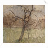 Apple Tree, 1963 by William Packer