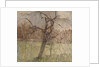 Apple Tree, 1963 by William Packer