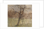 Apple Tree, 1963 by William Packer