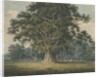 Needwood - Swilcar Oak by H Moore