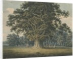 Needwood - Swilcar Oak by H Moore