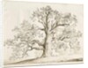 Blithfield - Squitch Oak : pen and wash, 1837 by Thomas Peploe Wood