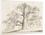 Blithfield - Squitch Oak : pen and wash, 1837 by Thomas Peploe Wood