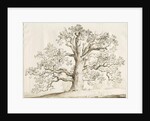 Blithfield - Squitch Oak : pen and wash, 1837 by Thomas Peploe Wood