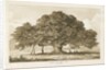 Blithfield - Beggar's Oak : sepia drawing, 1837 by Thomas Peploe Wood