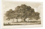 Blithfield - Beggar's Oak : sepia drawing, 1837 by Thomas Peploe Wood