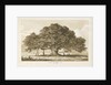 Blithfield - Beggar's Oak : sepia drawing, 1837 by Thomas Peploe Wood