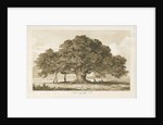 Blithfield - Beggar's Oak : sepia drawing, 1837 by Thomas Peploe Wood