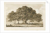Blithfield - Beggar's Oak : sepia drawing, 1837 by Thomas Peploe Wood